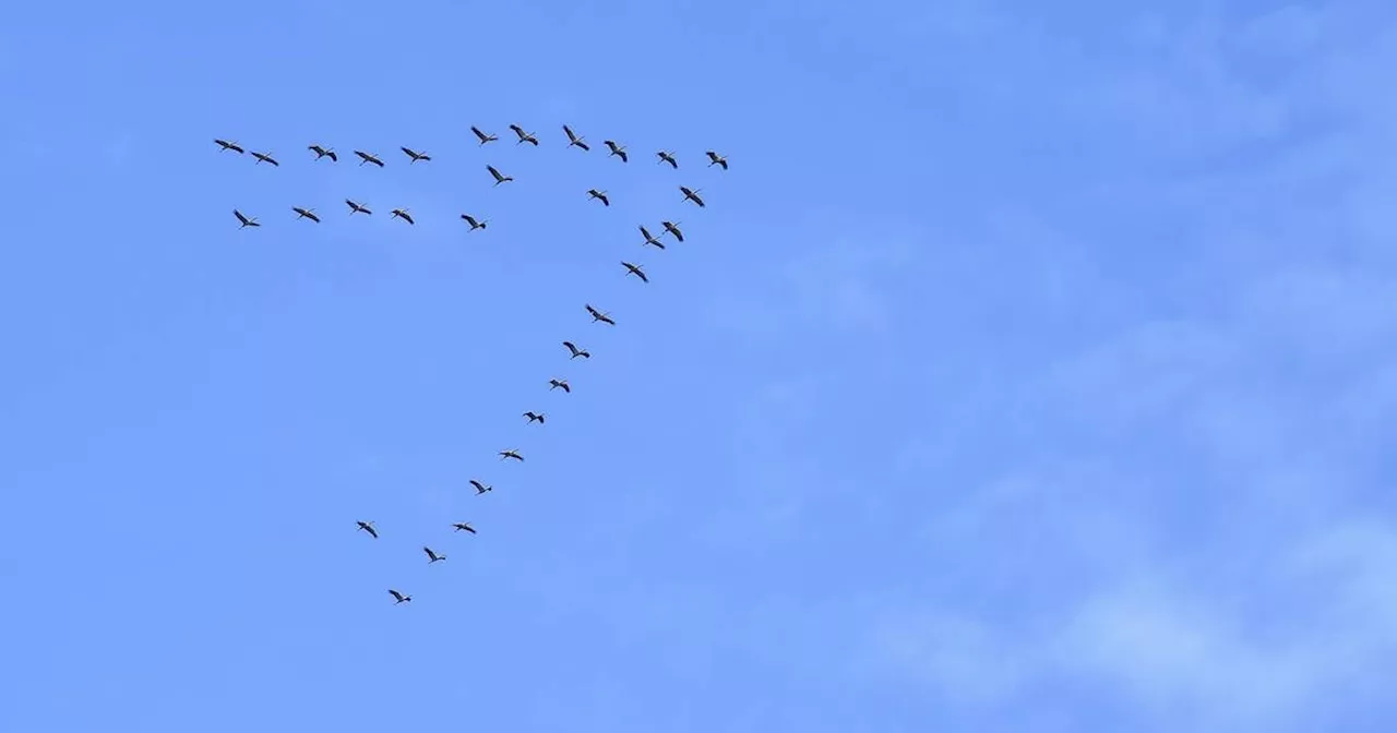 Nabu: Millionen Zugvögel werden illegal gejagt