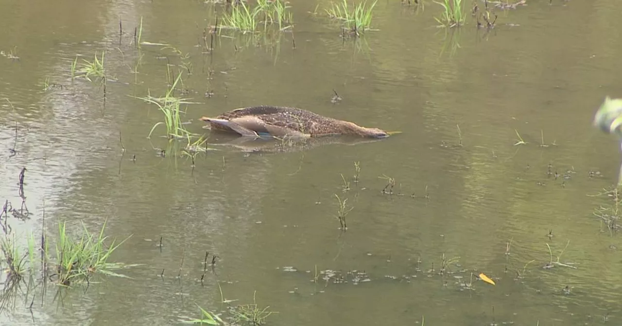 Tote Enten in Goch: „Mit hoher Wahrscheinlichkeit“ Ursache gefunden