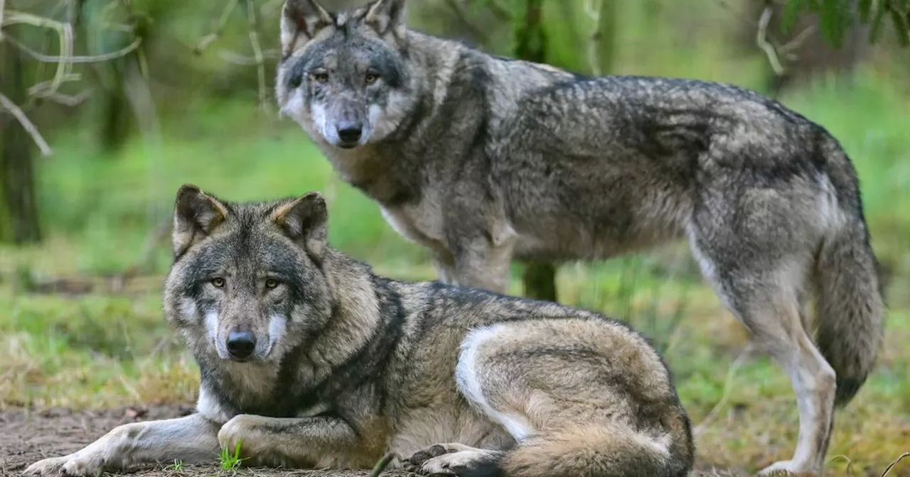 Wölfe breiten sich in NRW aus, Millionen flossen in Herdenschutz