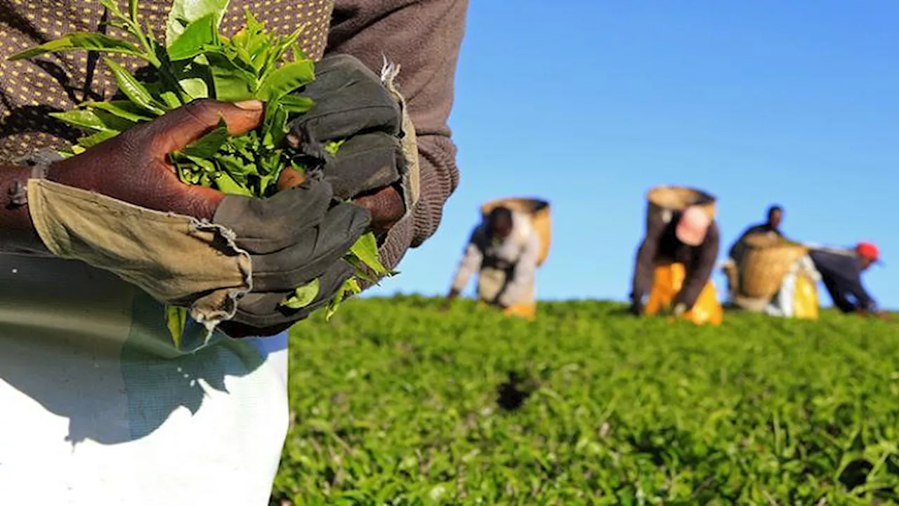 Farmers urged to consider insurance cover for crops - SABC News - Breaking news, special reports, world,