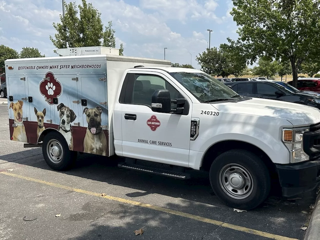 Pack of dogs attacks woman, damages police car in Southwest San Antonio