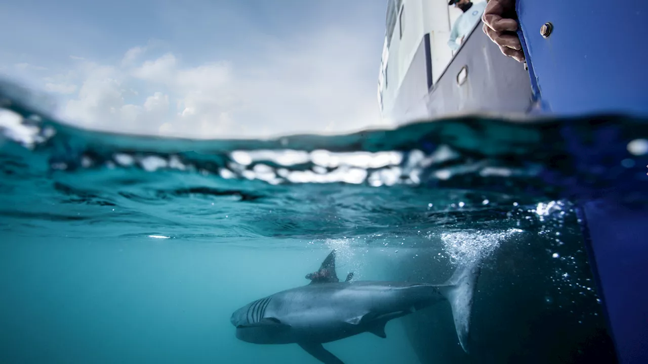 'The shark heard around the world': The hunt begins for great whites in Irish waters