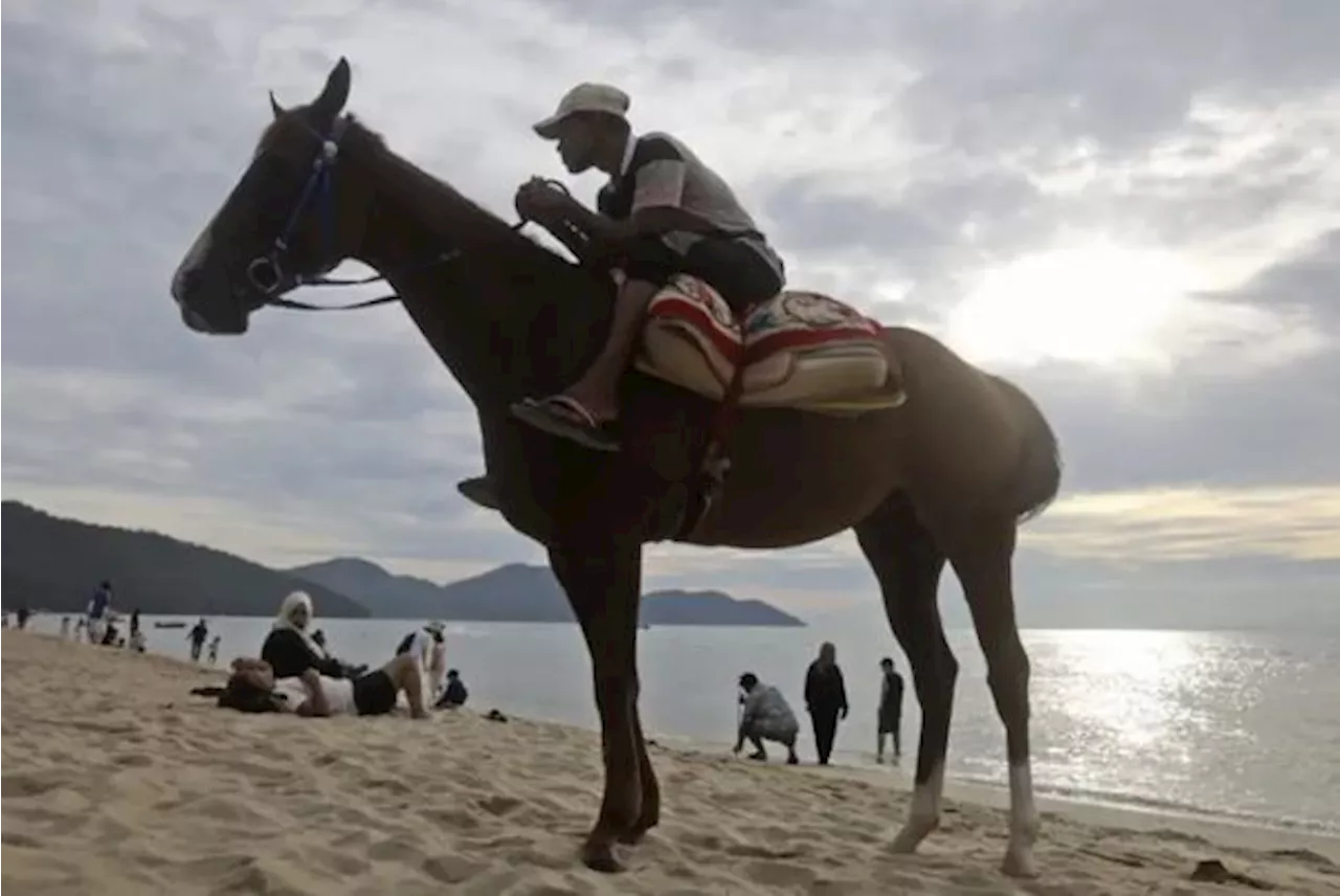 Council seizes two horses kept in illegal shed at Batu Ferringhi