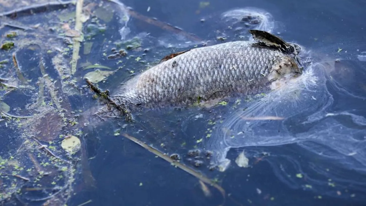 Klimawandel und Verschmutzung: Fischsterben am Golf von Izmir - Minister sieht Katastrophe