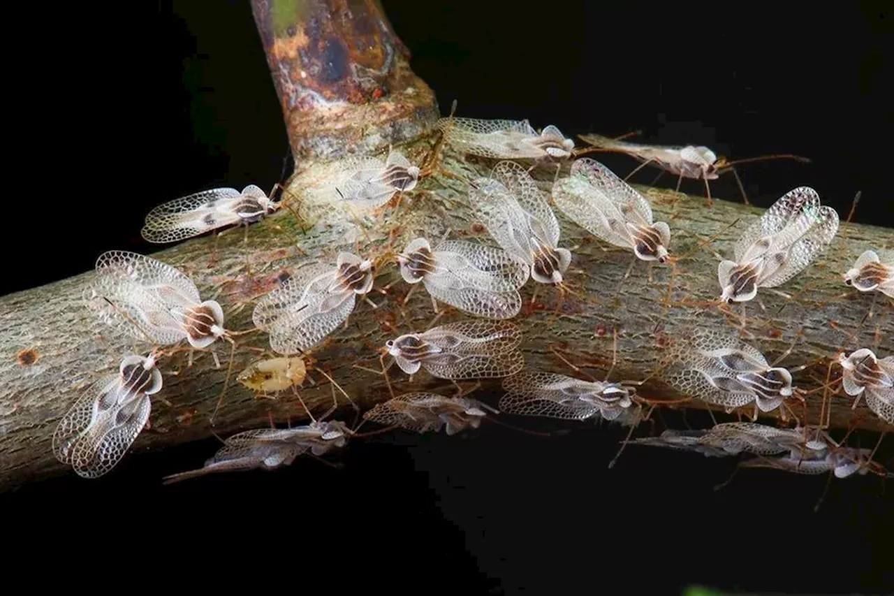 Vidéo. Le tigre du platane : c’est quoi cet insecte que l’on a vu partout cet été ?