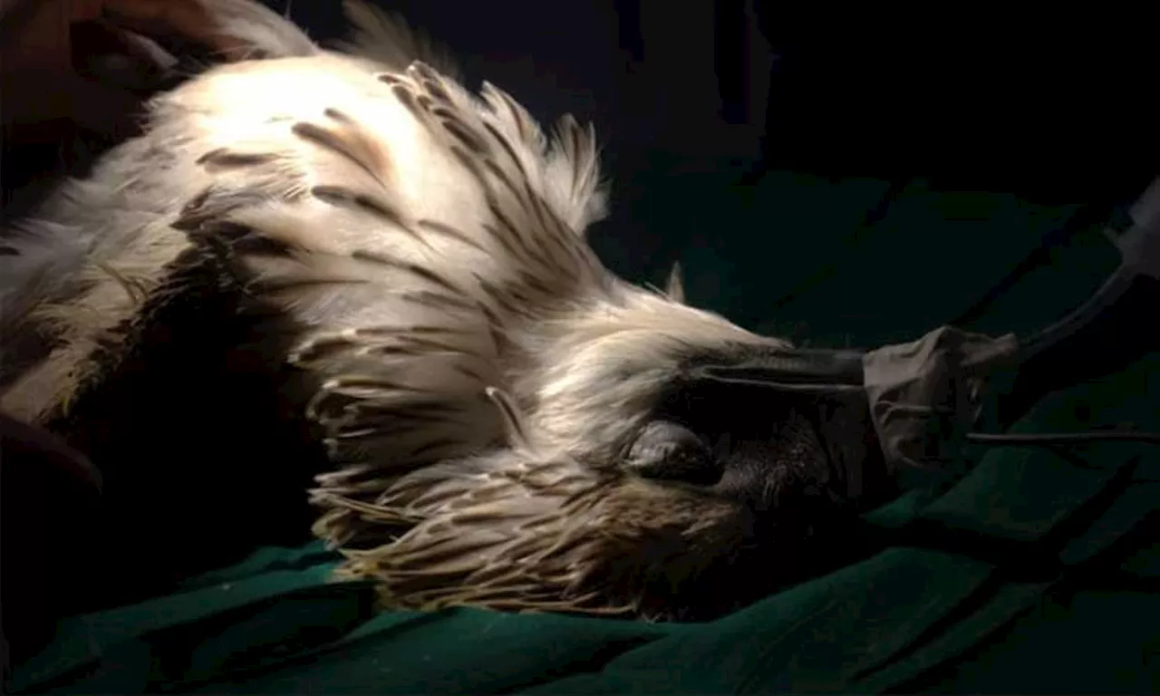 PH Eagle undergoes amputation after injuries