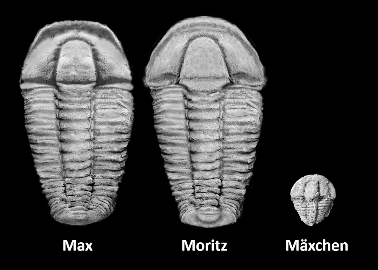 500 Millionen Jahre alte Fossilien im Frankenwald entdeckt