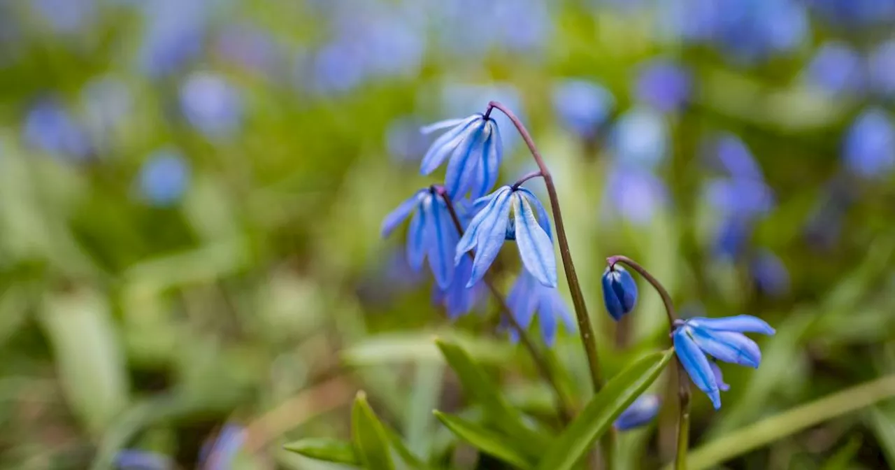 Verwildernde Zwiebeln verzaubern im Frühjahr den Garten