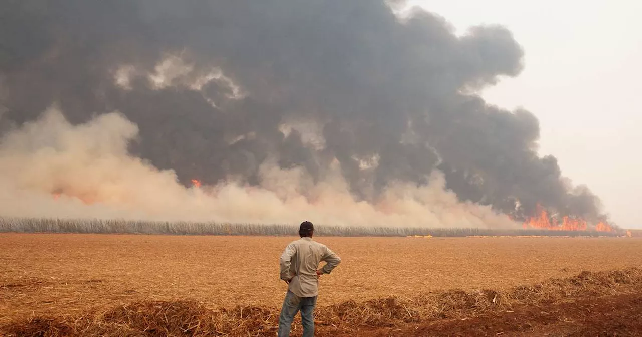 Mais de 8 mil propriedades rurais foram afetadas por incêndios em SP neste ano