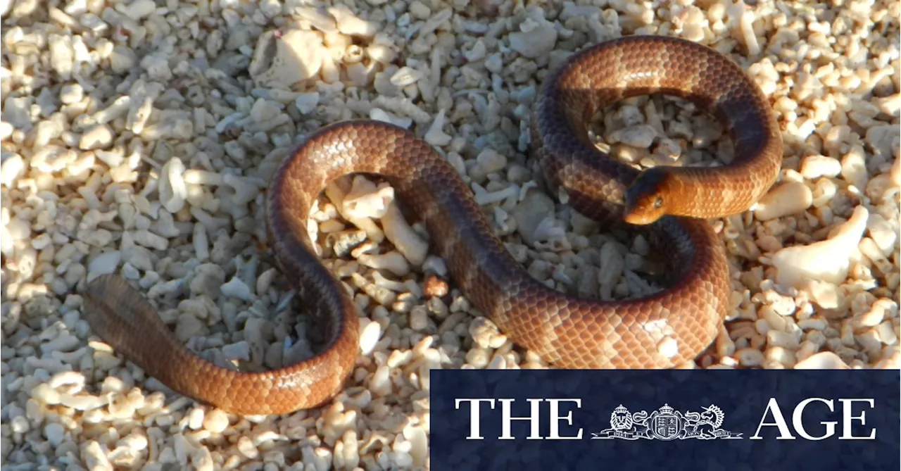 New species declared endangered on doorstep of Woodside mega-project