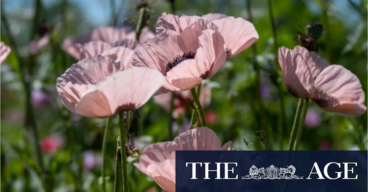 Why early spring flowers should be on every gardener’s wish list