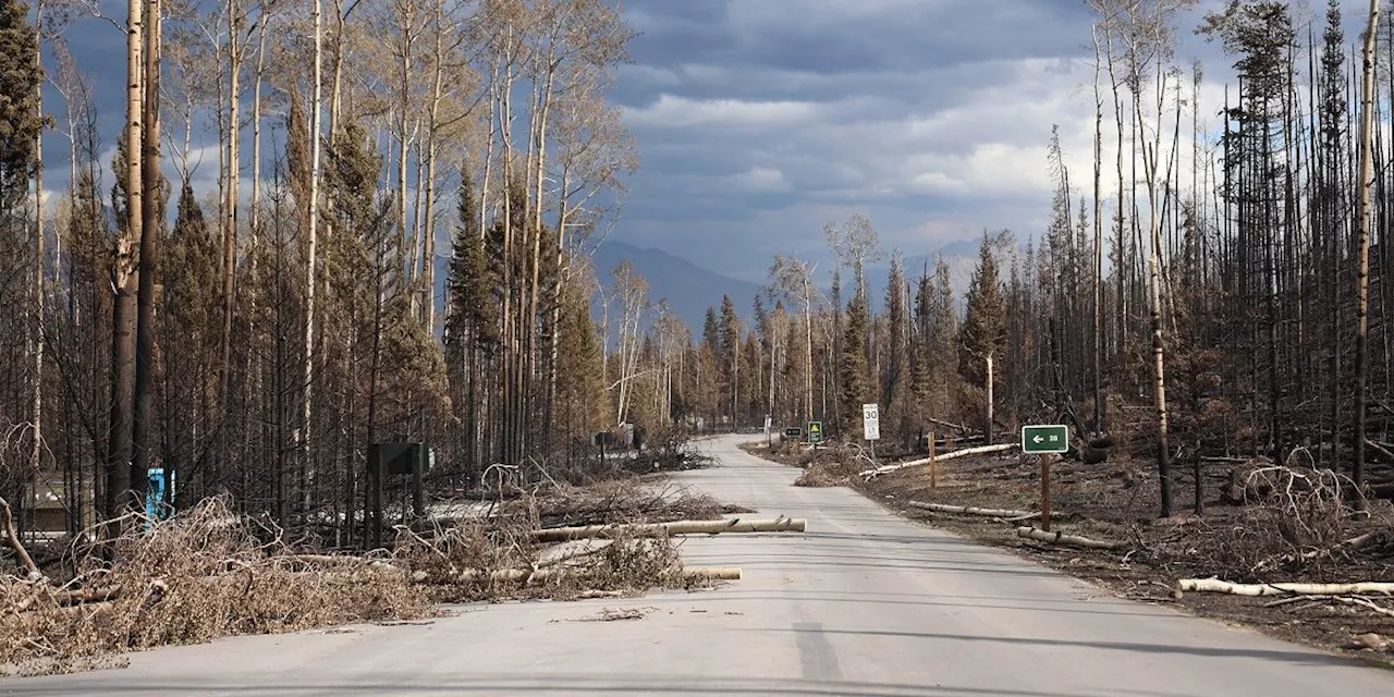 Rebuilding Jasper: trails crucial for conservation, community, and resilience