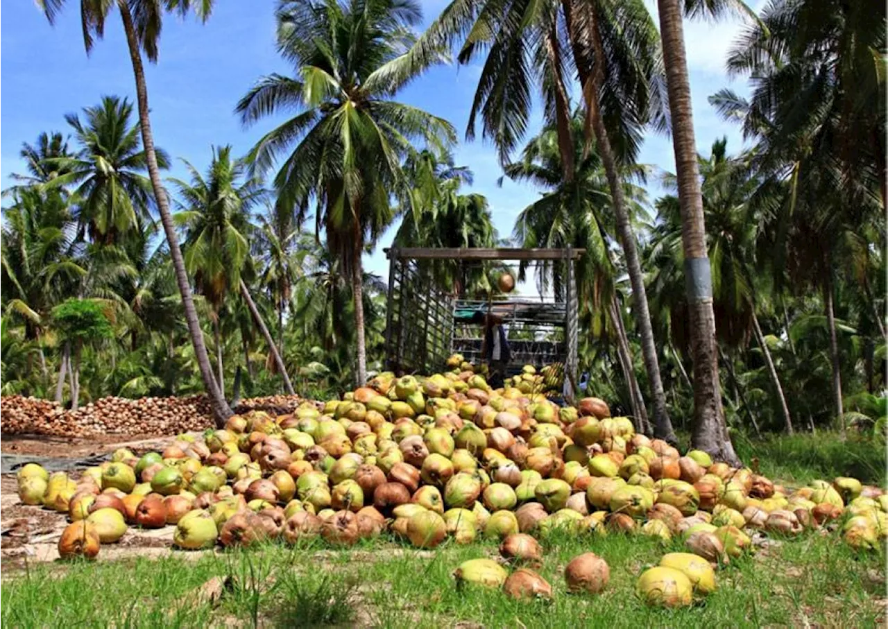 Coco Mama launches Save Our Coconuts Project, pledges long-term support to coconut farming industry