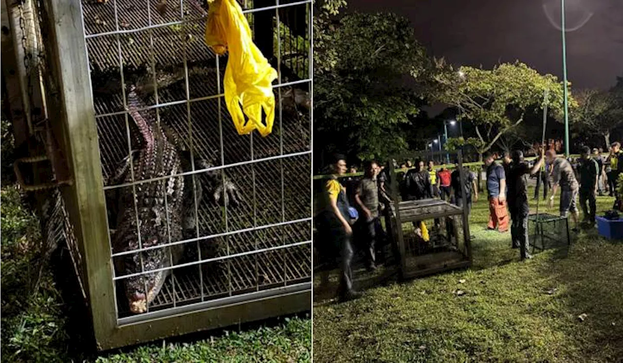 Buaya Tembaga Sesat Di Taman Tasik Shah Alam Seksyen 7 Sudah Ditangkap