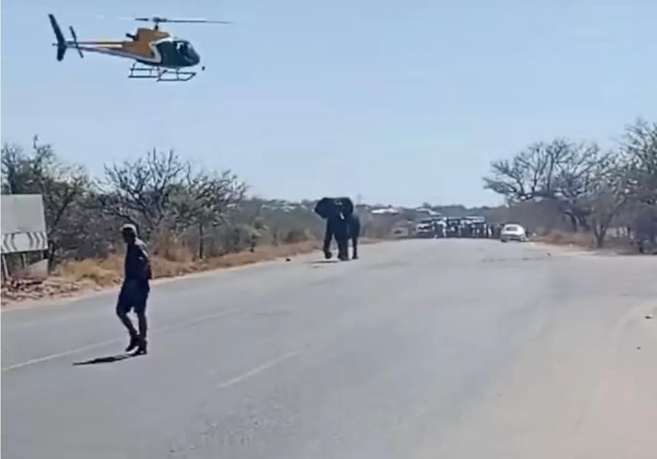 GRASS ISN’T GREENER: Escaped elephants return to Kruger National Park