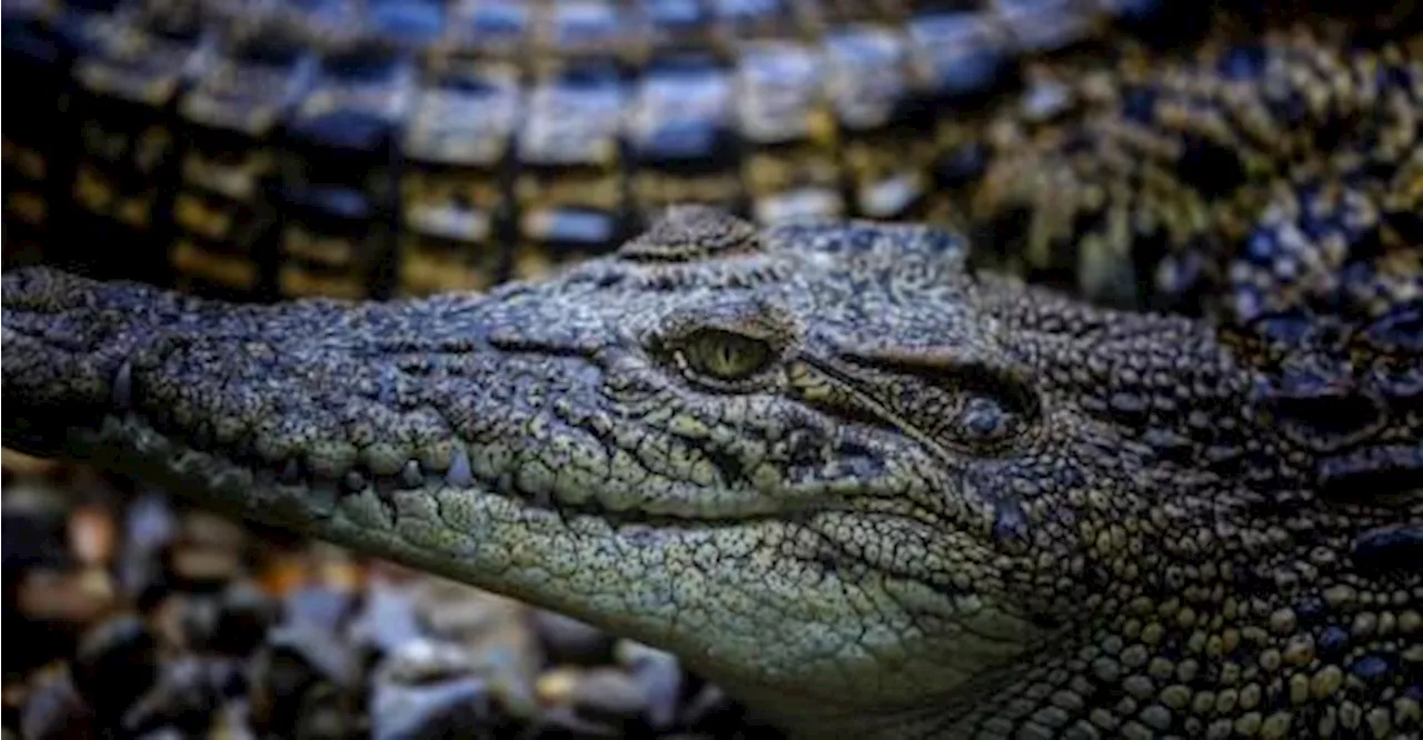 Perhilitan captures crocodile spotted at Shah Alam Lake