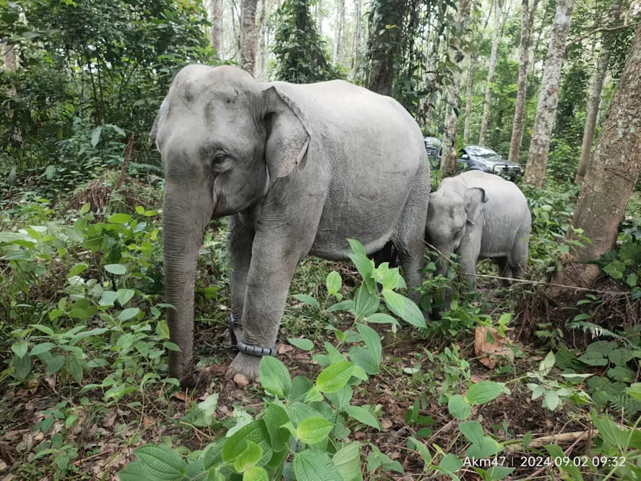 Perhilitan tangkap 10 gajah liar di Gerik