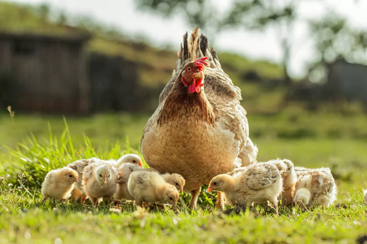 Fenavi sobre paro camionero: “tenemos 17 millones de aves sin alimento hace tres días”