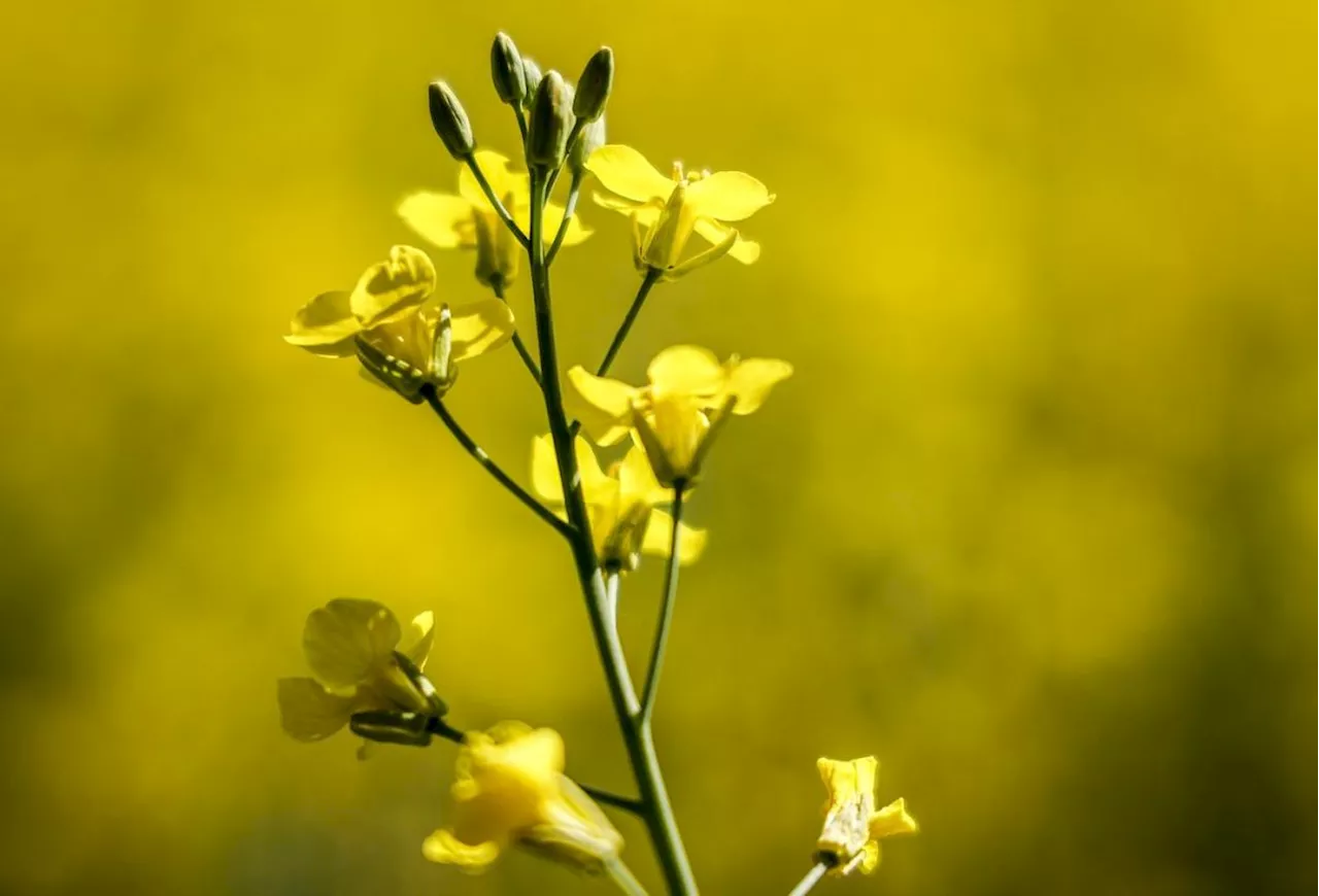 Canadian canola industry could take $1B hit in wake of Chinese trade actions: Report