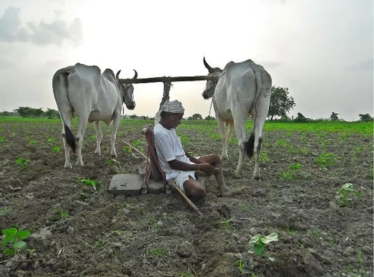 मोठी बातमी! आत्महत्या केलेल्या शेतकऱ्यांच्या वारसांचा निधी बंद