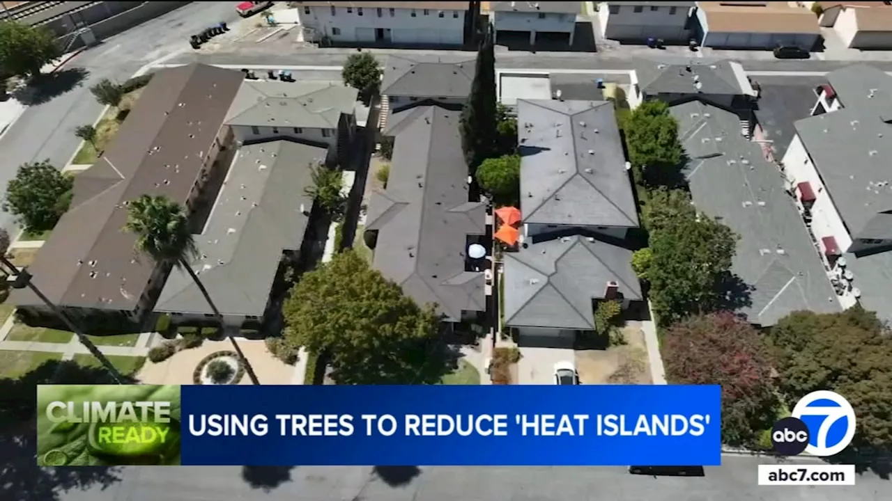 Experts: Lean on trees for relief from extreme heat, heatwaves