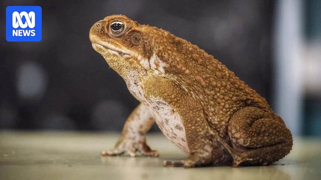 Hitchhiking cane toads travelling to Southern Australia pose threat to biosecurity