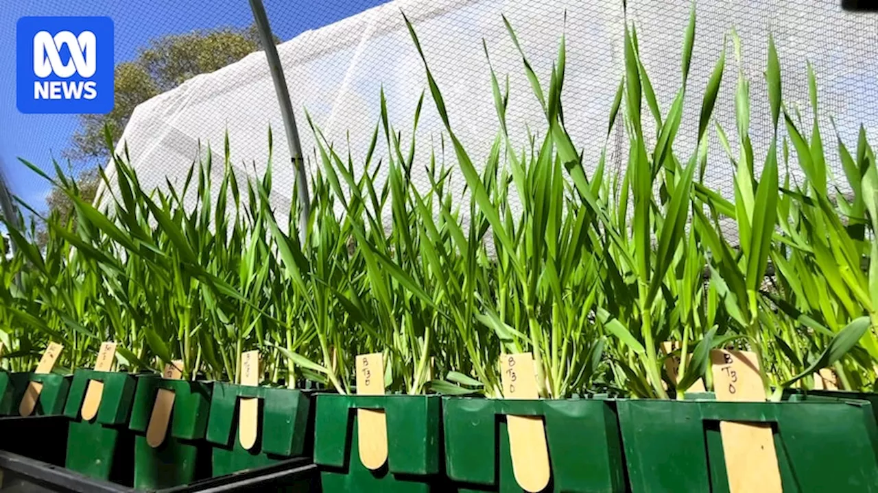 SA farmer and engineer creates farm machinery to destroy weed seeds during harvest