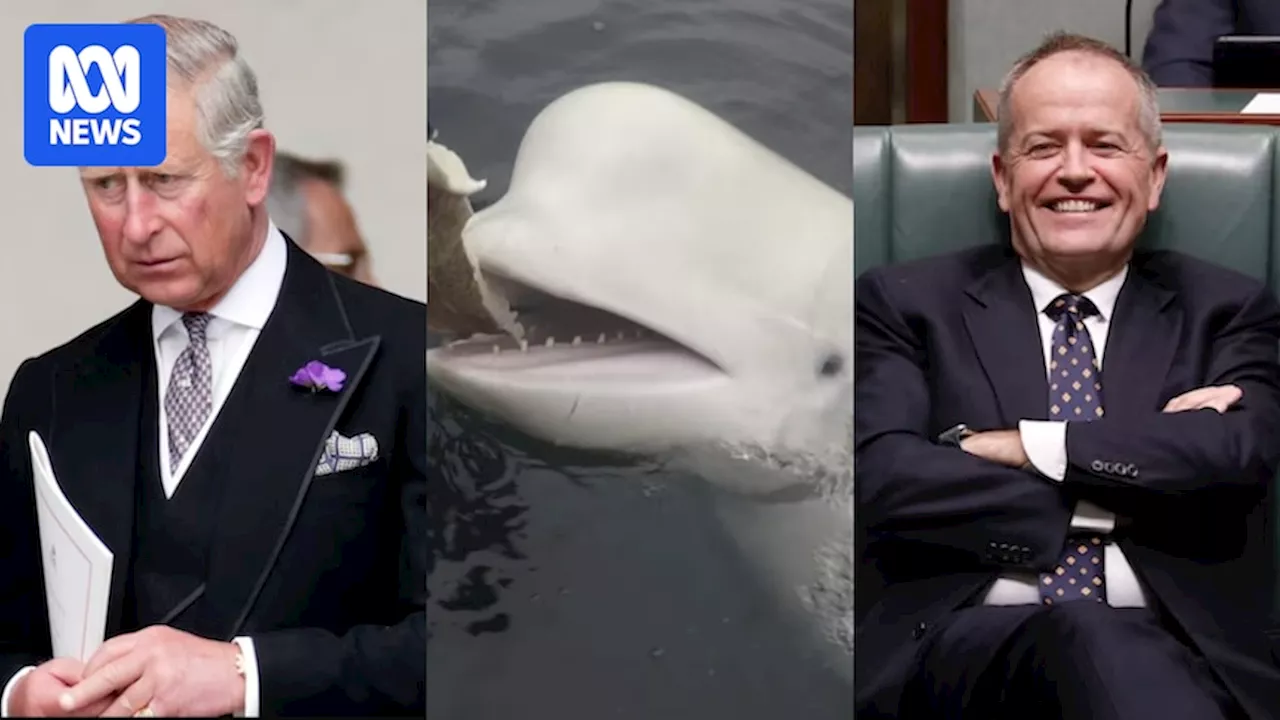 Weekly news quiz: A royal feud, Bill Shorten retires, and a Russian spy-whale's legacy