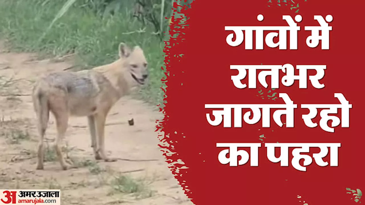 Wolf Attack: भेड़ियों ने वन विभाग को छकाया... हांफ रहे जिम्मेदार, बकरी को बनाया निवाला; यहां हुआ कैमरे में कैद