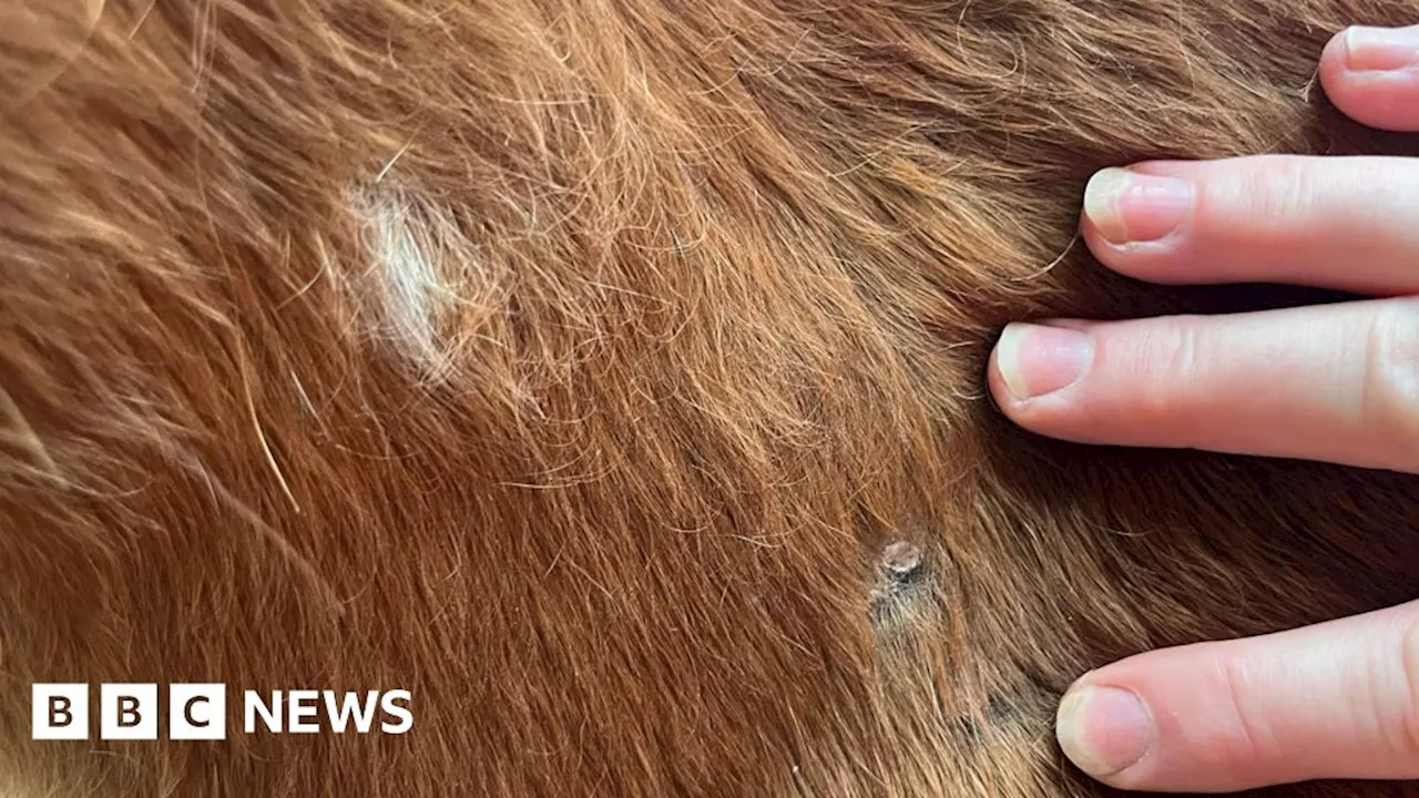 Surrey: Horses 'traumatised' after shooting attacks