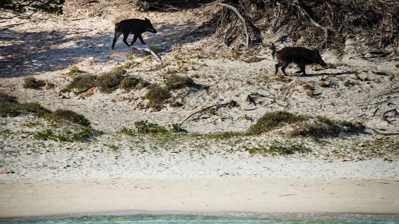 Sie bissen Jungen (9) in Genitalien: Italien will 80 Insel-Wildschweine abschießen