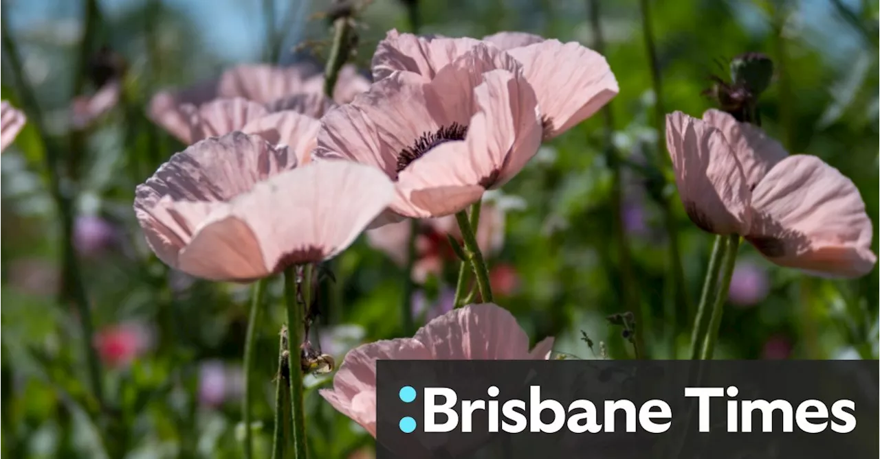 Why early spring flowers should be on every gardener’s wish list