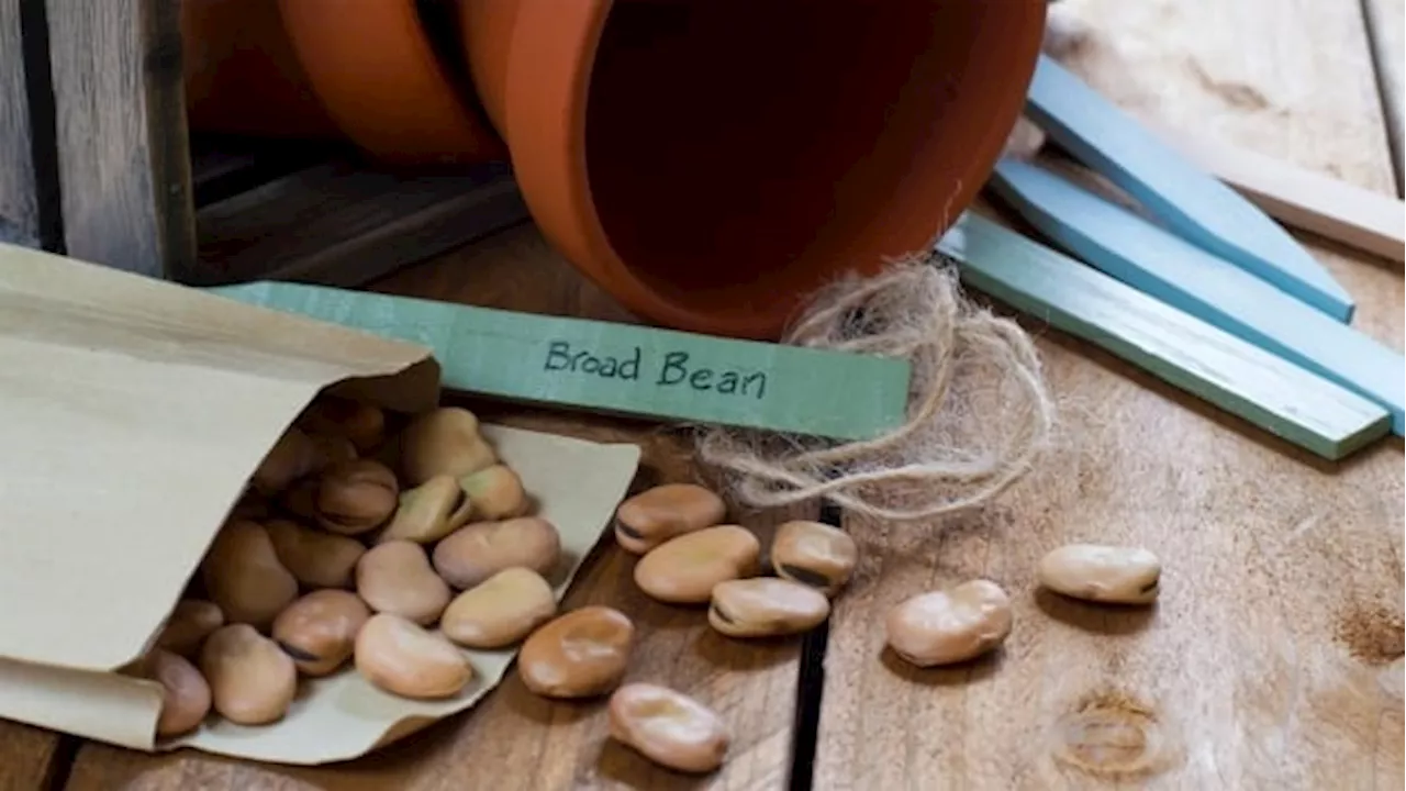 Seed saving 101: How to safely store the seeds from this year's vegetable garden