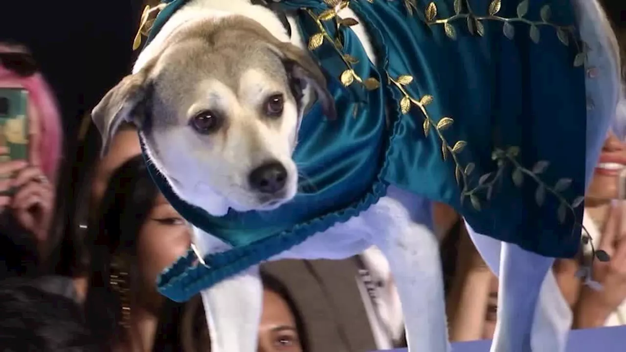 Semana de Moda de Nova York: cães ganham as passarelas em desfile beneficente