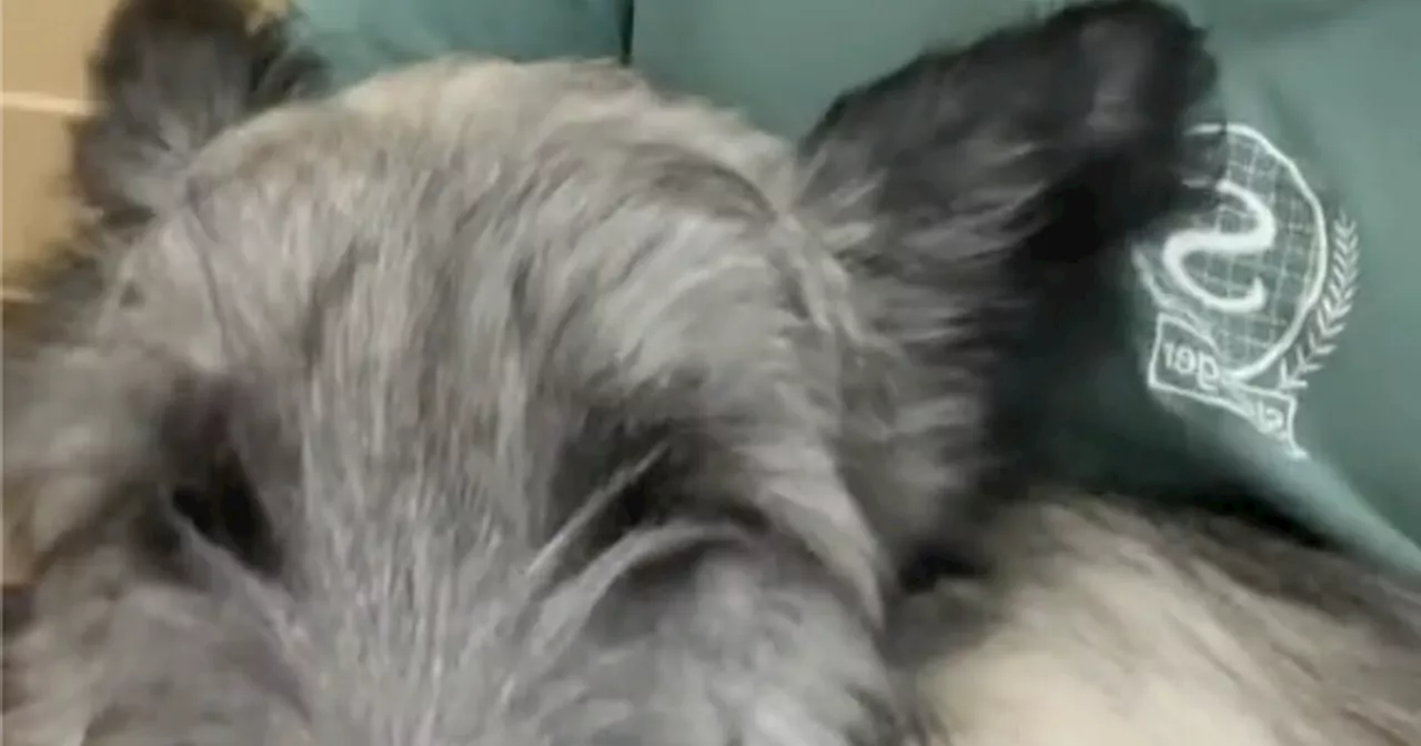 Endangered Greyfriars Bobby puppy is 'cutest thing' says Scot in viral video