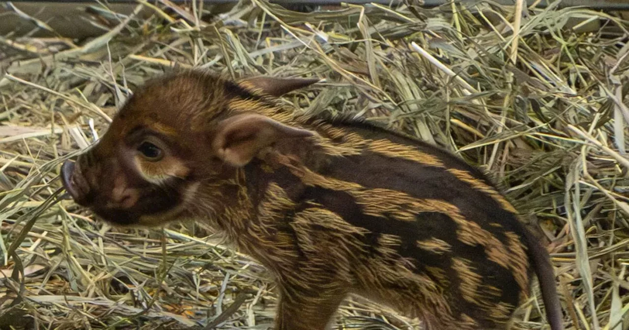 Cheyenne Mountain Zoo welcome surprise hoglet to Red River Hog family