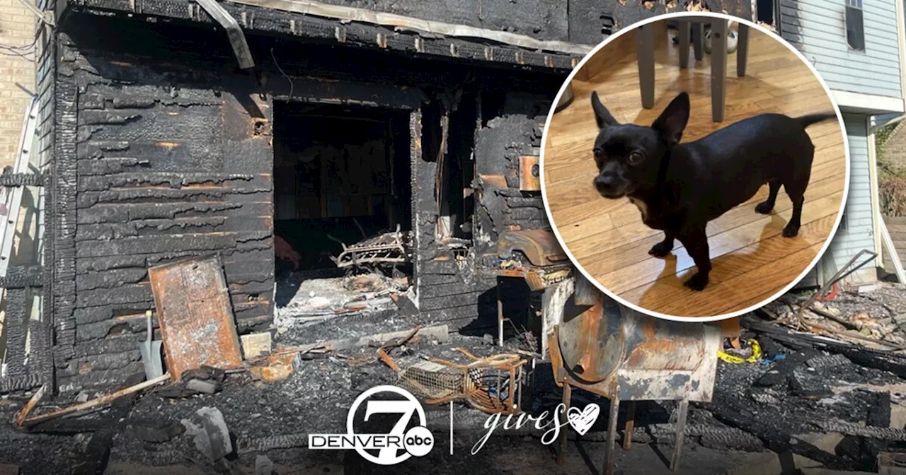 'She put her paws on my chest': Help a Colorado family who survived a house fire after their dog's warning