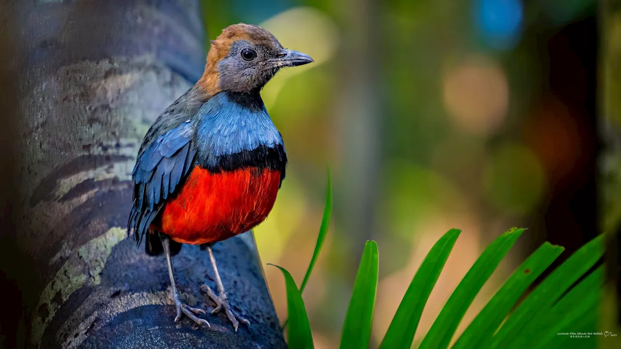 Scientists Say ‘Lost Birds List’ Will Help Protect Species