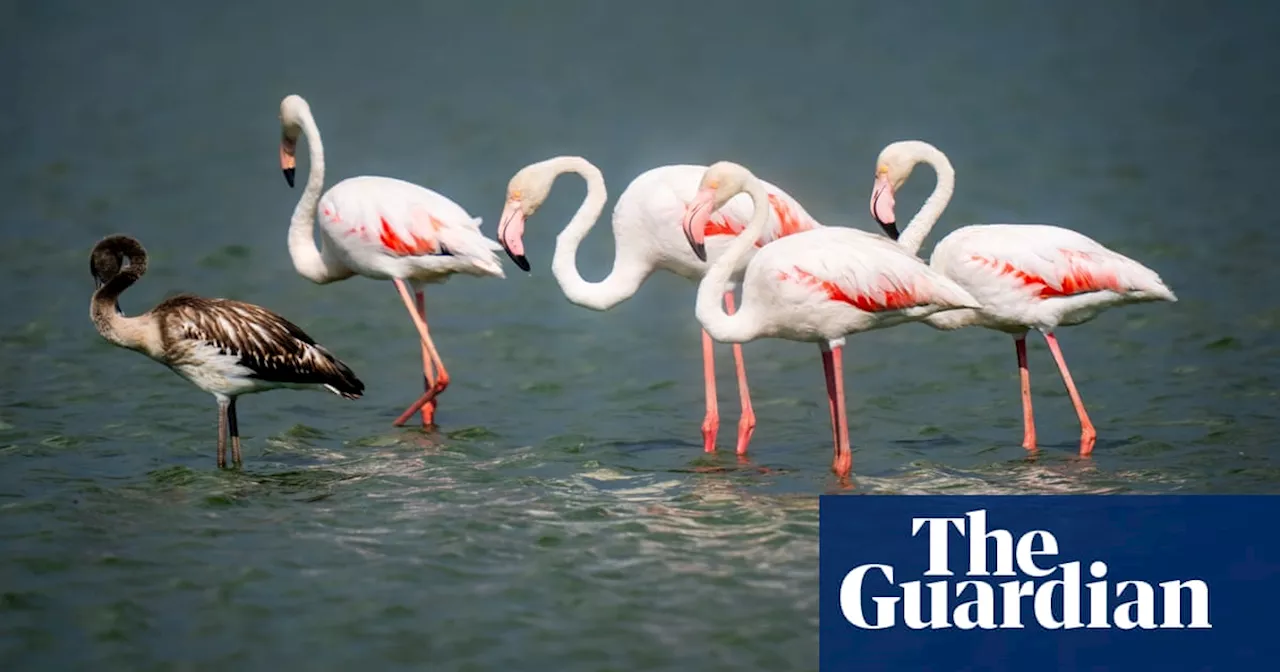 Week in wildlife in pictures: migrating flamingos, bear cubs and a wild hare