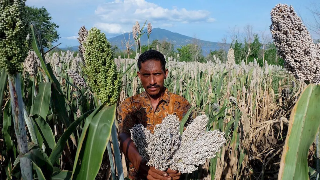 Kesulitan Mesin Perontok, Petani di Lembata Tinggalkan Budidaya Sorgum