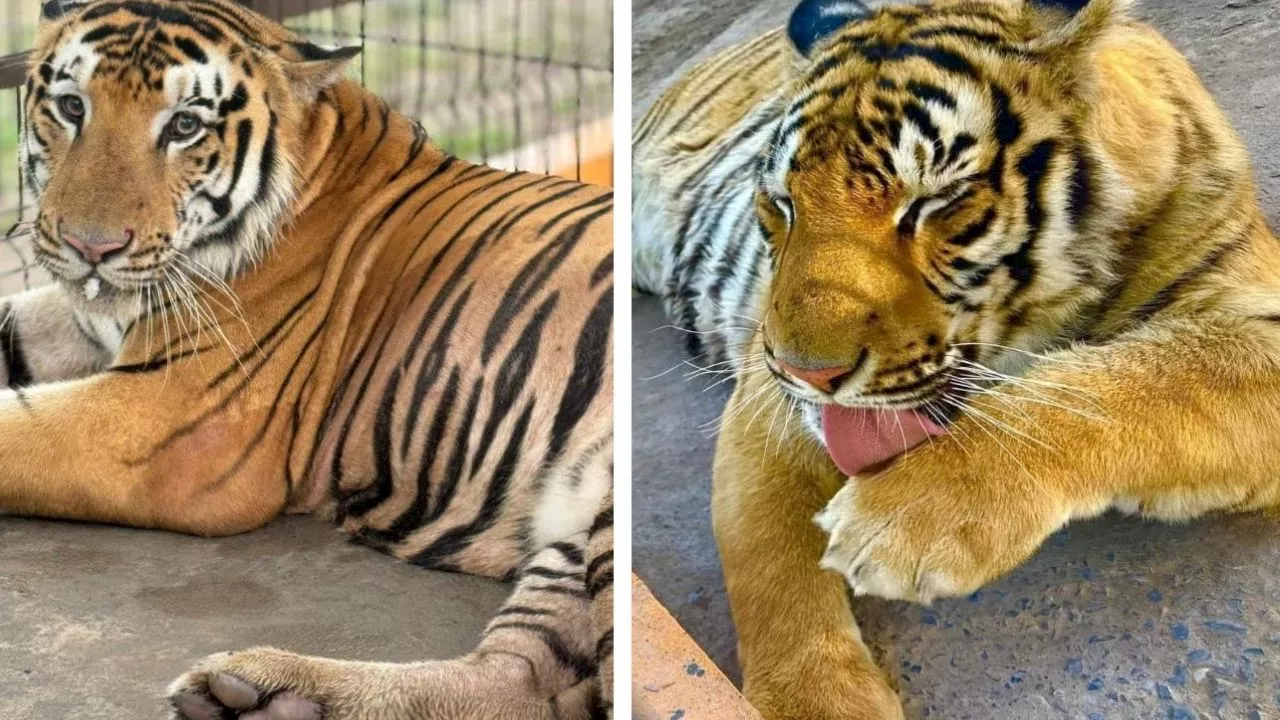 El tigre “Tony” sigue perdido tras su escape en Reynosa, Tamaulipas