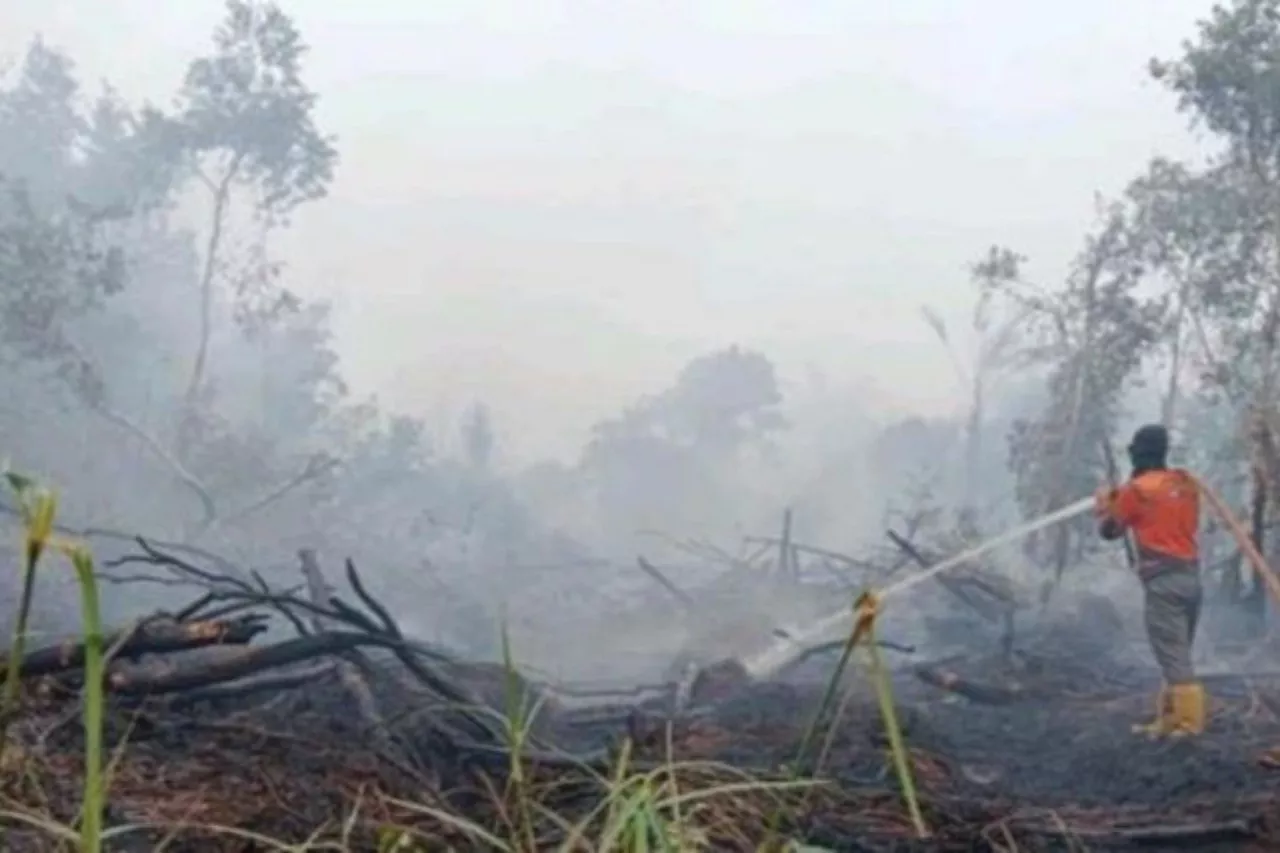 Luas Lahan yang Terbakar di Sungai Rotan Muara Enim Mencapai 53 Hektare