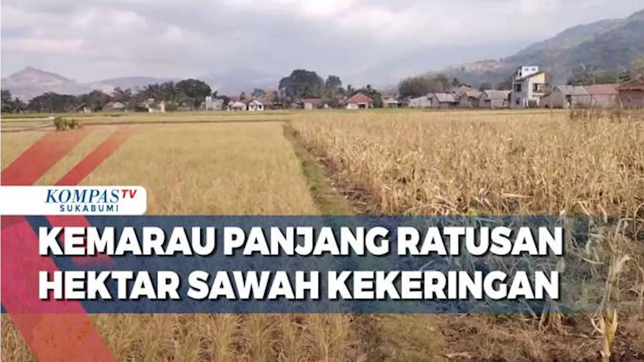 Akibat Musim Kemarau Panjang Ratusan Hektar Sawah Kekeringan