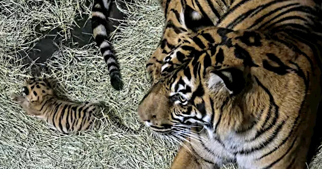 Sumatran tiger cub born at San Diego Zoo Safari Park