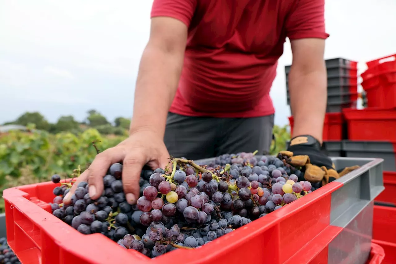 Vendanges : un recul de 18 % attendu en France