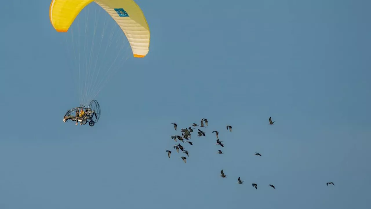 Migrations : rare, un vol d’ibis chauves 'sous escorte' dans le ciel audois