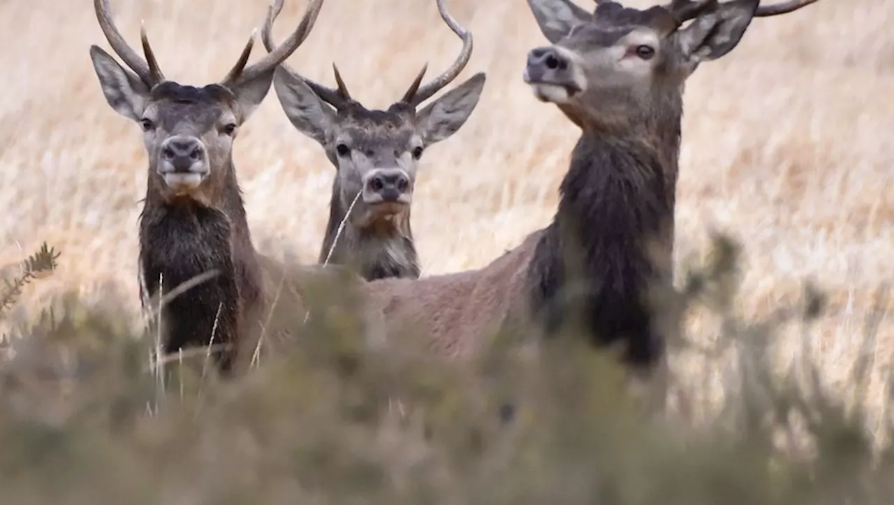 Ouverture de la chasse dans les Hautes-Pyrénées : ce qui change en 2024