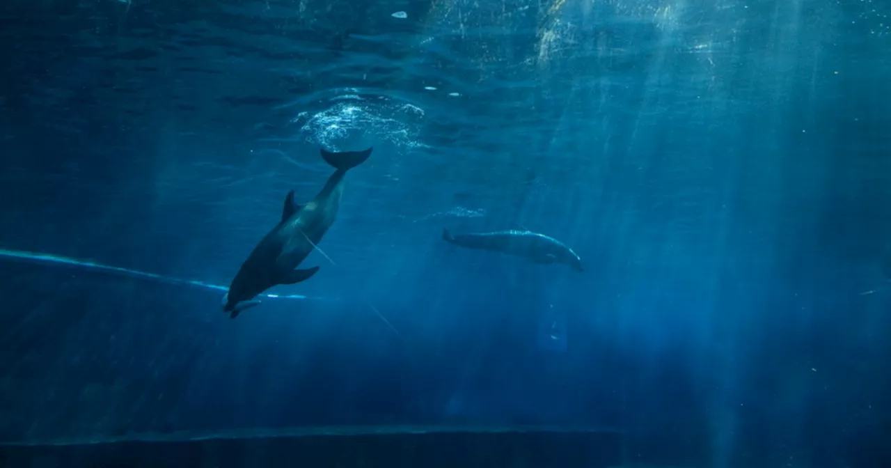 Salento, delfini bucano le reti e si divorano le triglie: pescatori in ginocchio