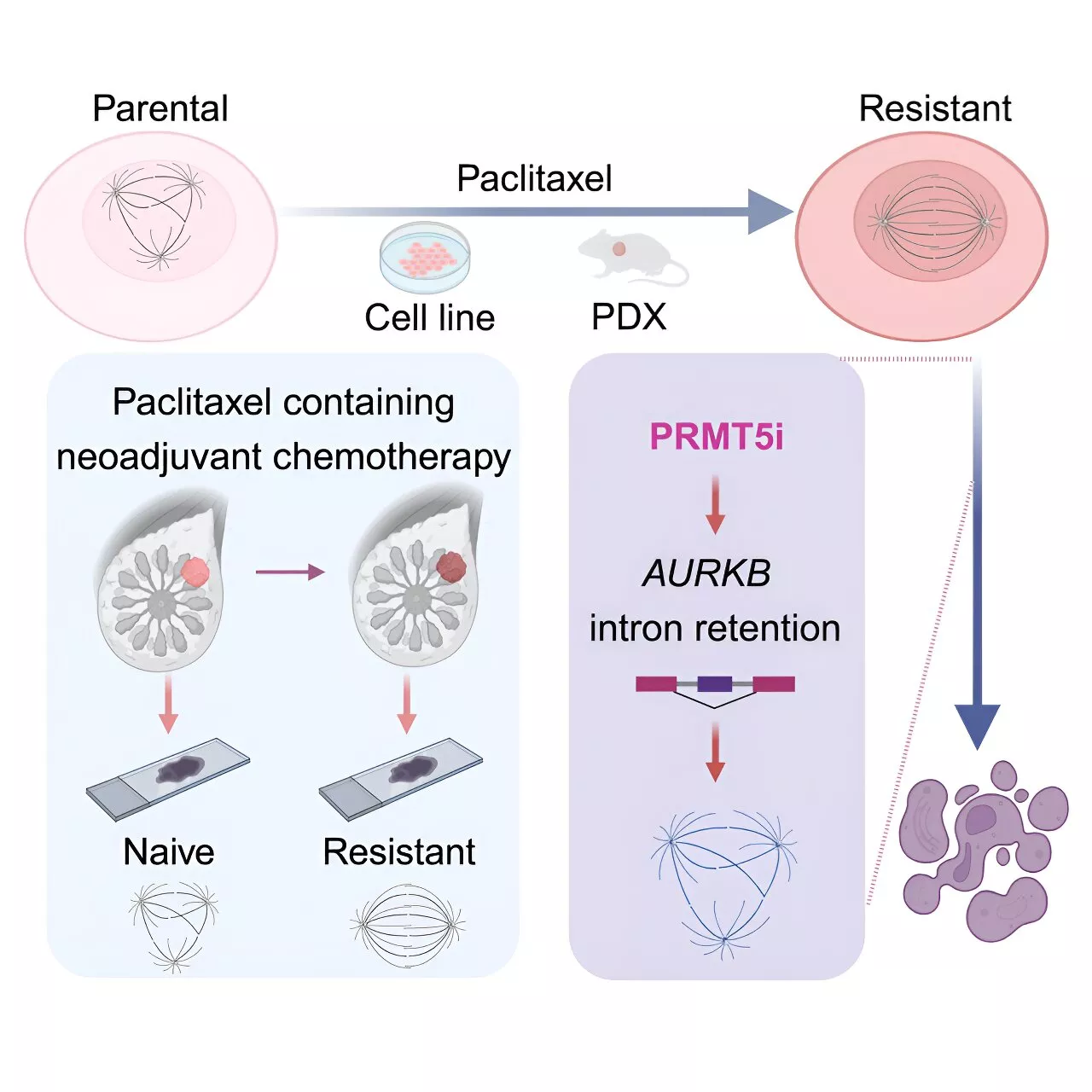 Chemical screen identifies PRMT5 as therapeutic target for paclitaxel-resistant triple-negative breast cancer