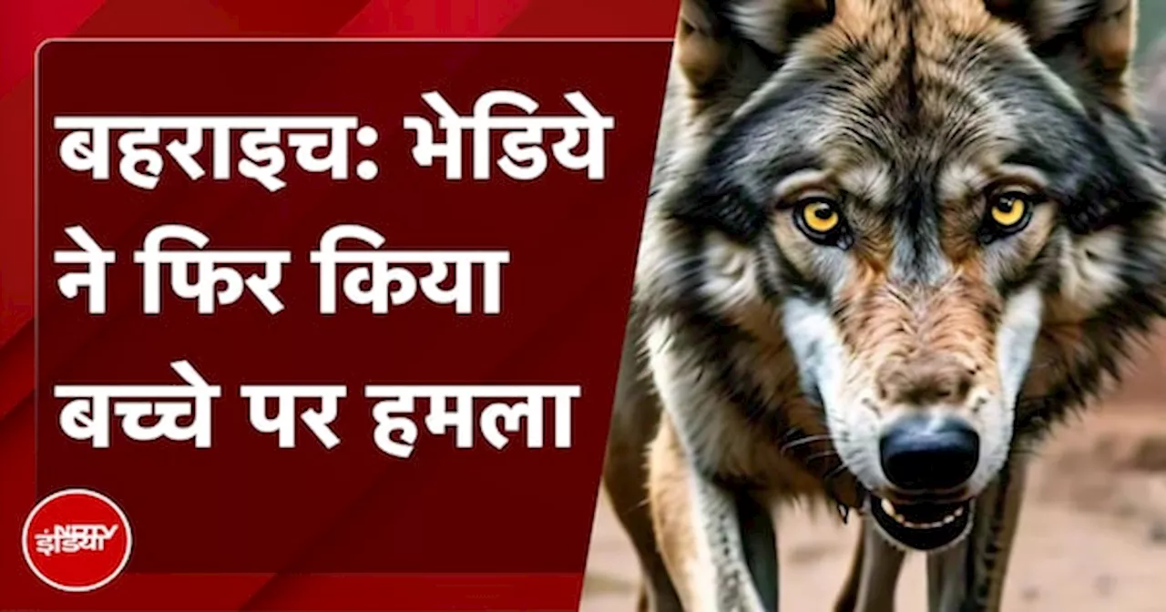 Wolf Attack: Bahraich में एक बार फिर भेडिये ने किया बच्चे पर हमला, अस्पताल में इलाज जारी